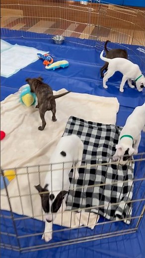 Puppies Available for Adoption at Humane Colorado