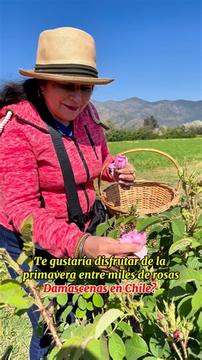 Native Rose Chile Ubicada en Valdivia de Paine, donde transforman esta flor en verdaderos tesoros naturales para el cuidado de la piel y es la única plantación de Rosa Damascena del hemisferio sur. Aquí elaboran cosmecéuticos de alta calidad, como aceites esenciales, cremas faciales y packs de belleza elaborados directamente con la rosa damascena. Cada producto concentra el aroma, pureza y propiedades únicas de esta flor ideal para quienes buscan bienestar y cuidado natural. Así que compártelo c