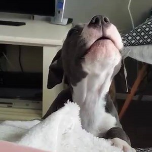 79K views · 6.7K reactions | singing puppy ❤#pitbullstyle Subscribe <3 https://www.youtube.com/c/TheBullTerrierClub | The Bull Terrier Club | Facebook