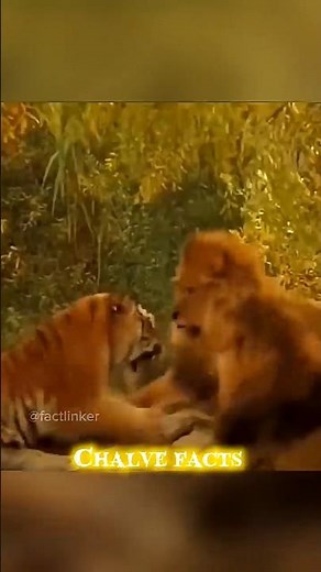 Bengal tiger 🐅vs African lion 🦁