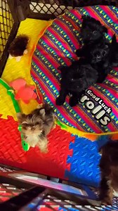 27K views · 1.3K reactions | So Cute Little Yorkie Puppies #yorkie #yorkshireterrier #yorkiepuppies #yorkielove #yorkieoftheday #yorkiepuppy #yorkielife #yorkieoftheday #yorkielovers #yorkies | I Love Yorkshire Terrier | Facebook