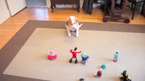 Dog Stands His Ground Against Robot Army