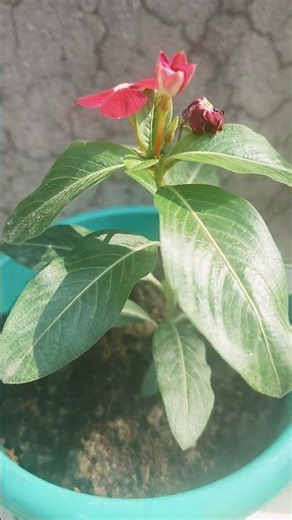 sadabahar flower plant care tips #garden #plants #gardening #subscribe