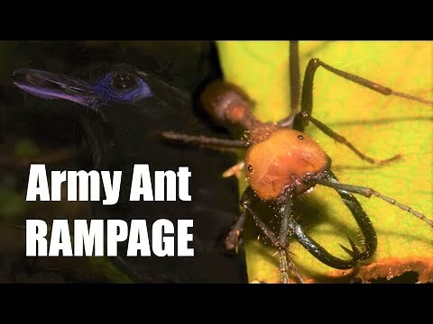 Army Ant Swarm Rampage! Ecology and Biology of the World's most Ravenous Insect. Also Antbirds
