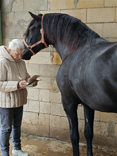 Sweet Young Andalusian Stallion's Breeding Evaluation