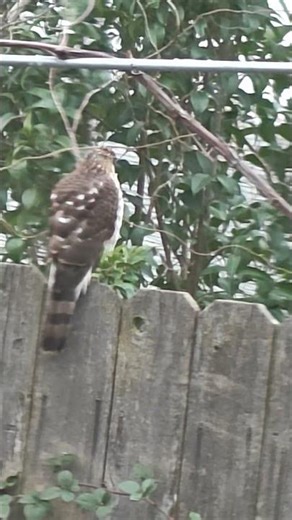 Hawk, "Hunting for Birds!"🕊️