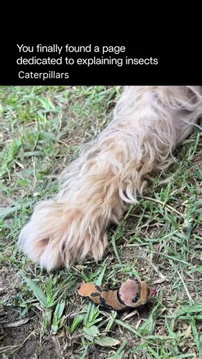 Explaining Insects 🦋 on Instagram: "The swallowtail caterpillar is the larval stage of swallowtail butterflies and is best known for its clever defenses. When young, it often mimics bird droppings to avoid predators. As it grows, it becomes green with bold markings that blend in with host plants like parsley, dill, and fennel. When threatened, it can extend a bright, forked organ from behind its head that releases a strong odor, scaring predators away. After several molts, it forms a chrysalis