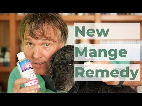 How to Treat Mange in Dogs at Home
