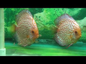Checkerboard Discus Fish Breeder Pair with Fry - Gwynnbrook Farm