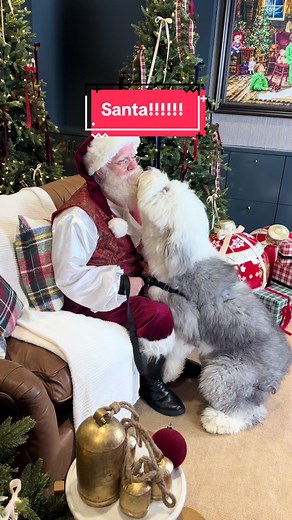 Ollie loves Santa!!!! #oldenglishsheepdog #christmas #santa #christmas2024 #dog
