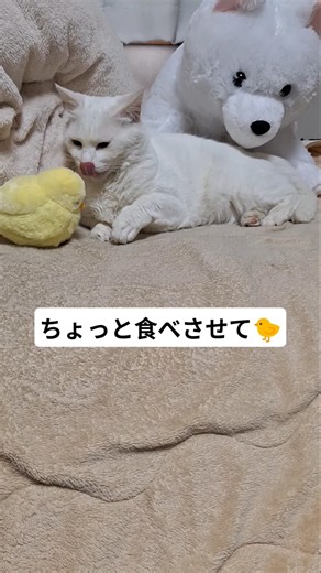 ひよ子🐤が気になるネッコ😸#cat #すごい #猫のいる暮らし #保護猫 #interesting #ねこ #猫好きさんと繋がりたい #猫のいる生活 #cute #おもしろ #かわいい #癒し#すごい