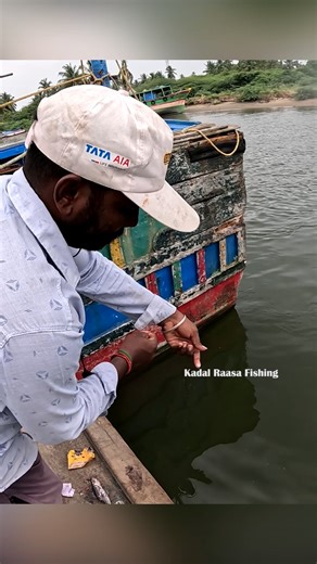 23K views · 93 reactions | Rabbit Fish Handline Fishing with Dead Fish Bait | Traditional Catch #RabbitFish #HandlineFishing #DeadFishBait #FishingLife #TraditionalFishing | Kadal Raasa Fishing | Facebook