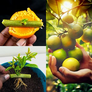 85K views · 1.5K reactions | How to propagate lemon tree from cuttings with an orange - With 100% success | Rana Craft | Facebook