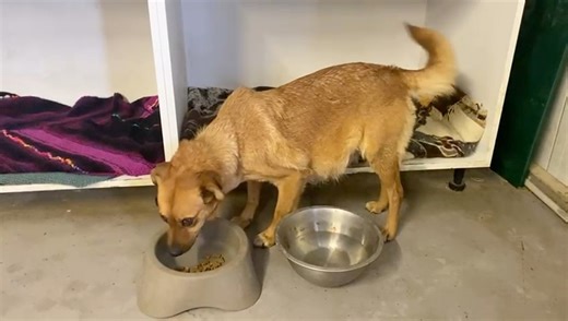 Good morning from the pregnant dog that was chained up for 2 years ❤️She is happy to be in the shelter 🥰 And she is very close to give birth ! She has lots of yellow milk , not white ! Looks like we rescued her at the right time ! Ofcourse I will not neuter her to kill the puppies , I know that some people will tell me off for that like they always do , but I don’t care . For years I say that I don’t neuter animals that are close to give birth , I take all the responsibility of the mother and t