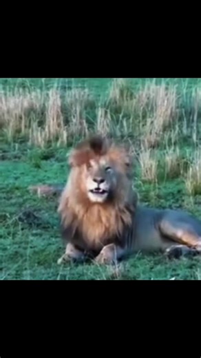 История льва с шрамом: Часть 1