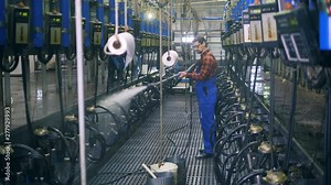 Man works with milking machines, using cleaning equipment.