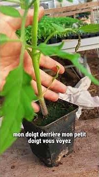 From sowing to planting in the ground: the first stages of tomatoes 🌱🍅