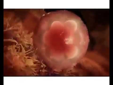 How a baby is developed