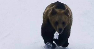 Ce skieur roumain a filmé son improbable course-poursuite avec un... ours