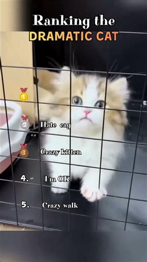 We Ranked the Most Dramatic Cats Ever 😹🎭 Cat Overreaction Compilation #shorts