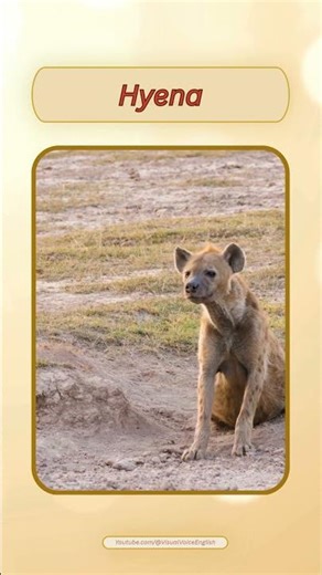 English Pronunciation - Hyena #learn #english #animals #pronunciation ‪@VisualVoiceEnglish‬
