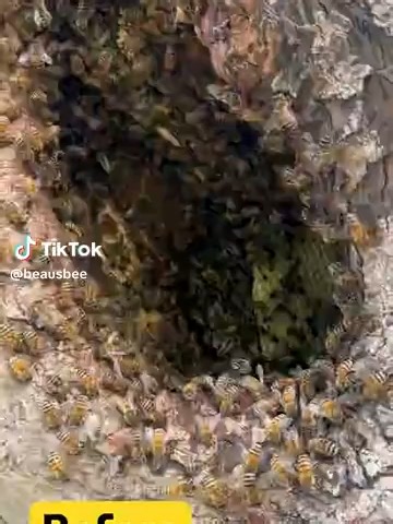 First swarm removal #bee #tiktok #foryoupage