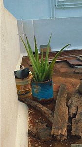 pigeon day by day 🕊️ #birds #indianpegion #birdcage #supportmychannel #subscribers ❤️