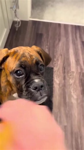 2K views · 127 reactions | He was worth every penny credit & follow babyarthurandboxerbruno on TT  ~ double tap  | Boxer Dog | Facebook