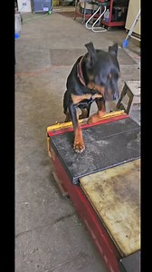 1.4K views · 1.6K reactions | Picked up an older alignment machine today real good price | Michael Pfeffer | Facebook