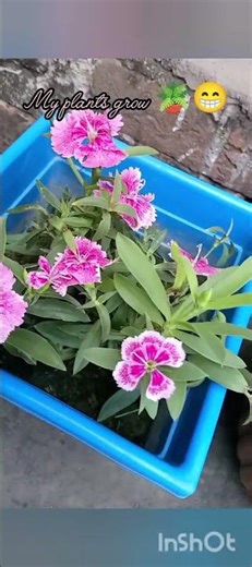 my plants 🌵 growth 🪴 without filter videos 📷 don't forget like subscribe