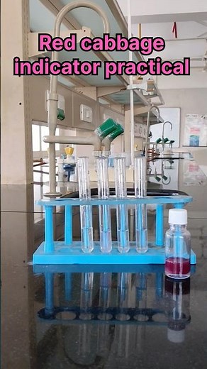 Red cabbage indicator experiment l practical #shorts #viral #experiment #chemistry