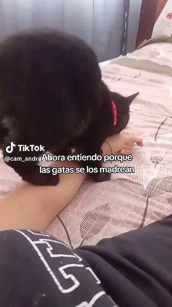 Pobres gatitas #gatos #mascotas #gatitos_haciendo_cosas #gatas #morder