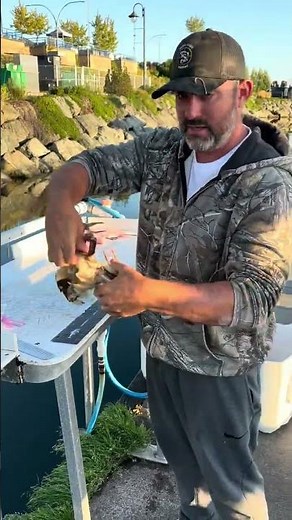 Dungeness Crab cleaning tutorial quick and easy!