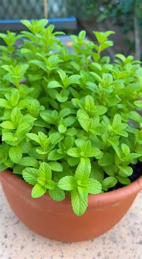 Mint is one of the fastest-growing and most refreshing herbs loved by home gardeners across the United States. From tender shoots to lush, aromatic leaves, mint thrives in pots, kitchen windowsills, and backyard gardens with minimal care. Perfect for teas, mojitos, desserts, and everyday cooking, mint is ideal for beginners, herb lovers, and plant timelapse content creators who enjoy quick, satisfying growth and vibrant greenery. 🌱 Rapid growth. Cooling aroma. A must-have kitchen herb. #Mint #M