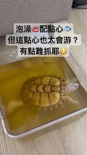 經過1小時❌小火慢燉✅泡澡，這隻黃金菠蘿麵包終於……睡著了💤 #turtle #焦糖巴西龜 #烏龜泡澡