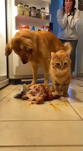 Hidden cam caught THIS... pets busted! 😱🐕