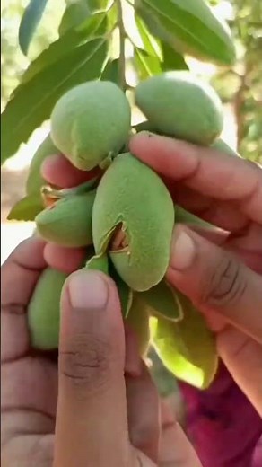 BeginnersBadam Cultivation: How to Grow Almonds SuccessfullyAlmond Farming in India: Climate,