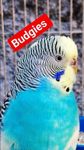 Beautiful BLUE Budgies (Budgerigar) Pets