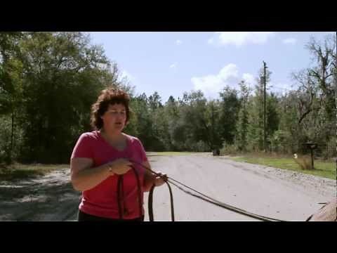 How to Harness Train A Donkey (or Horse)