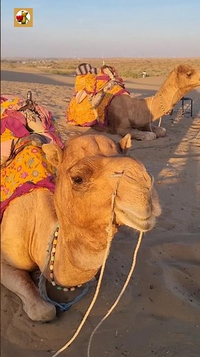 Camel Sounds 🐫