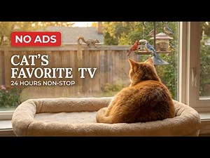 [NO ADS] Cat TV for Cats to Watch 😺 Pretty Birds and Squirrels 🐿 24 Hours FullHD