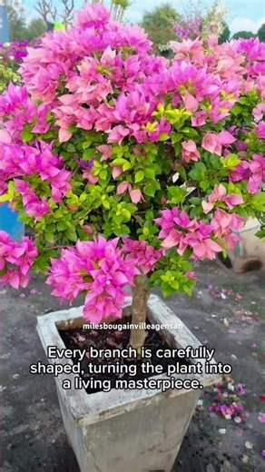 what the size of your bougainvillea tells about you