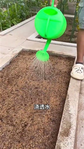 Spring Planting Guide: How to Grow Water Spinach