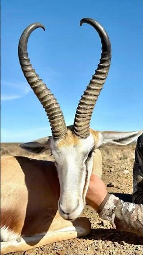 Measuring Giant Kalahari Springbok | Biggest ram i’ve ever shot! #trophyhunt #huntingsouthafrica