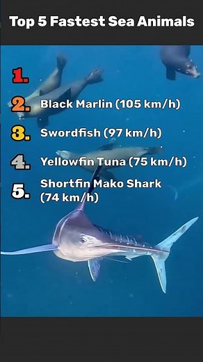 Top 10 Fastest Sea Animals 🌊⚡ (You Won’t Believe #1!) #Shorts #Ocean