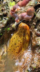 17K views · 23 reactions | Big Eel Fish catching techniques | Natural fishing video . . . . . #Fishing #EEl #Fishingaddict #Fishcatchingtechnique #NFV | Natural fishing video | Facebook