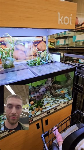 Here at Petco checking out their koi tank, except there’s just one problem........ no koi! Here’s a quick tip to tell if you’re actually looking at koi or just goldfish: ● Barbels (those little catfish-like whiskers) — the #1 sign of a true koi. ● Mouth and belly shape — koi have more of a downward-facing mouth with a flat belly. ● Memory — koi don’t have the short-term memory of a goldfish (not so easy to test in the store though). So next time you’re at a pet store, you’ll know how to tell the