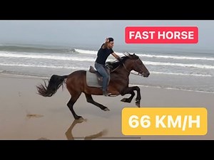 Horse galloping full speed