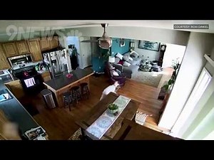 Mischievous boxer dog drags garden hose into home, sprays water everywhere