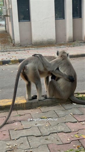 Feeding Food To Monkeys (Kapi Sena)🐵🐒 #shorts #monkey #bandar #feeding #viral #monkeyvideo #funny